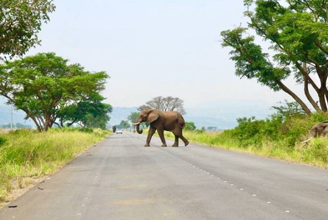 В национальном парке Уганды слон насмерть затоптал туриста

