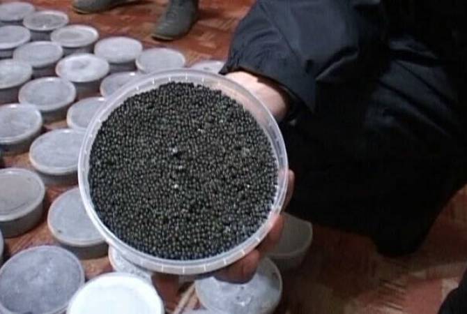 Более 80 кг черной икры на 18 млн рублей изъяли у браконьеров в Хабаровске
