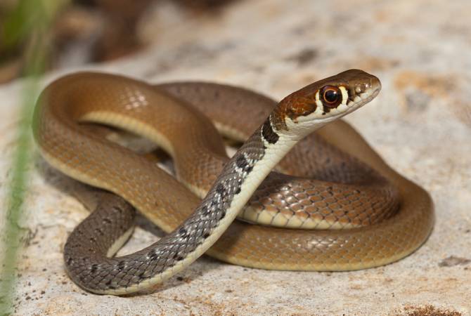 Փրկարարներն անվտանգ տարածք են տեղափոխել ՀՀ տարբեր տարածքներում 
հայտնաբերված 13 օձերին