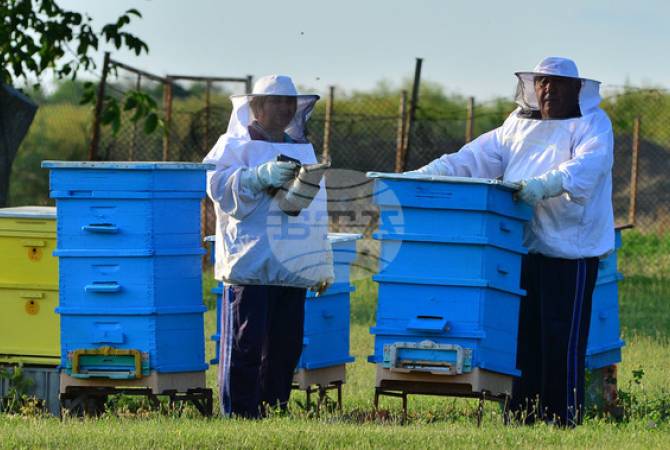 BTA. Future of Beekeeping Is in Specialty Honey, Beekeeper Says - Vimarsana News