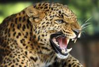 WATCH: Leopard strays into Indian city, attacks residents 