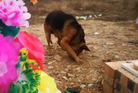 В Китае преданная собака пыталась раскопать могилу хозяина