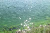 Սեւանիտներ. հայ գիտնականների բացահայտումը, որը թույլ կտա պարզել լճի՝ 
ցիանոբակտերիաներով ծաղկման բնական պատճառները 