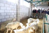 Շիրակի մարզում բացվել է տոհմային ոչխարաբուծության նոր կենտրոն